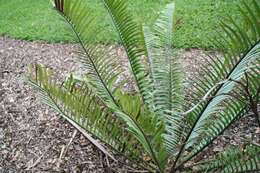 Image of Turner's Cycad