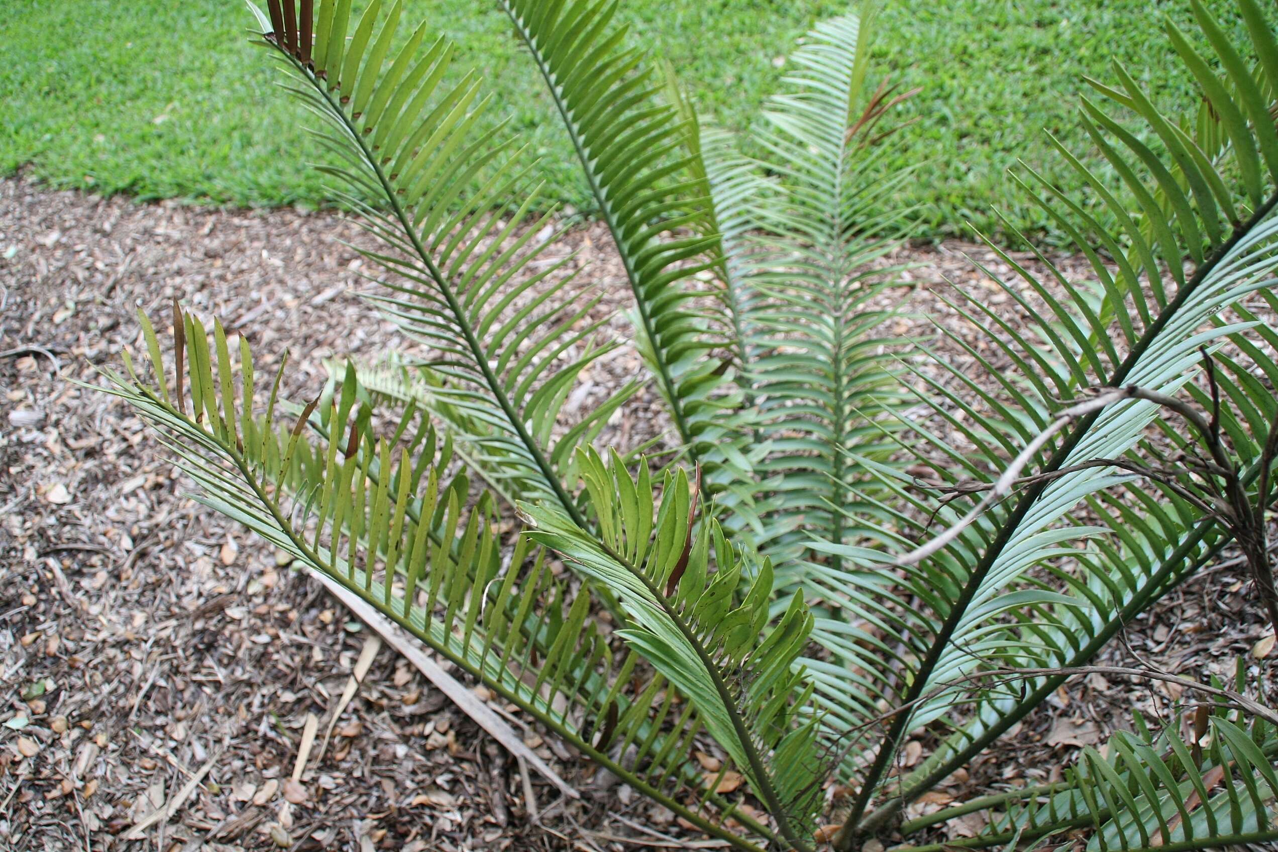 Image of Turner's Cycad