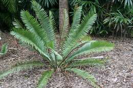 Image of Turner's Cycad