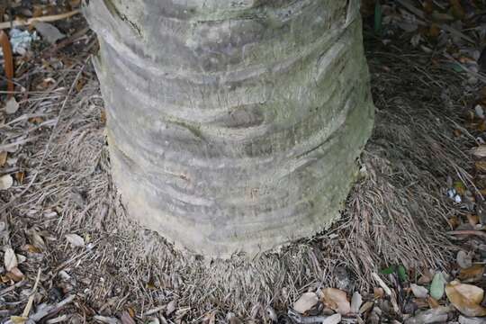 Image of Sabal mauritiiformis (H. Karst.) Griseb. & H. Wendl.