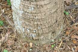 Image of Cabbage Palm