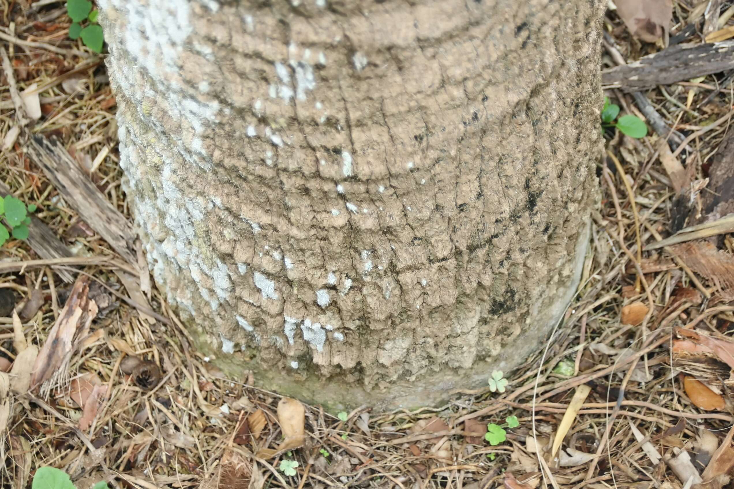 Image of Cabbage Palm