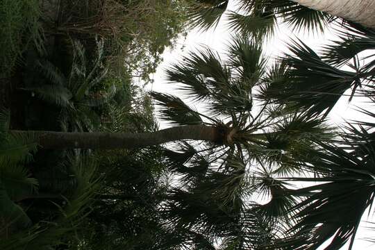 Image of Cabbage Palm