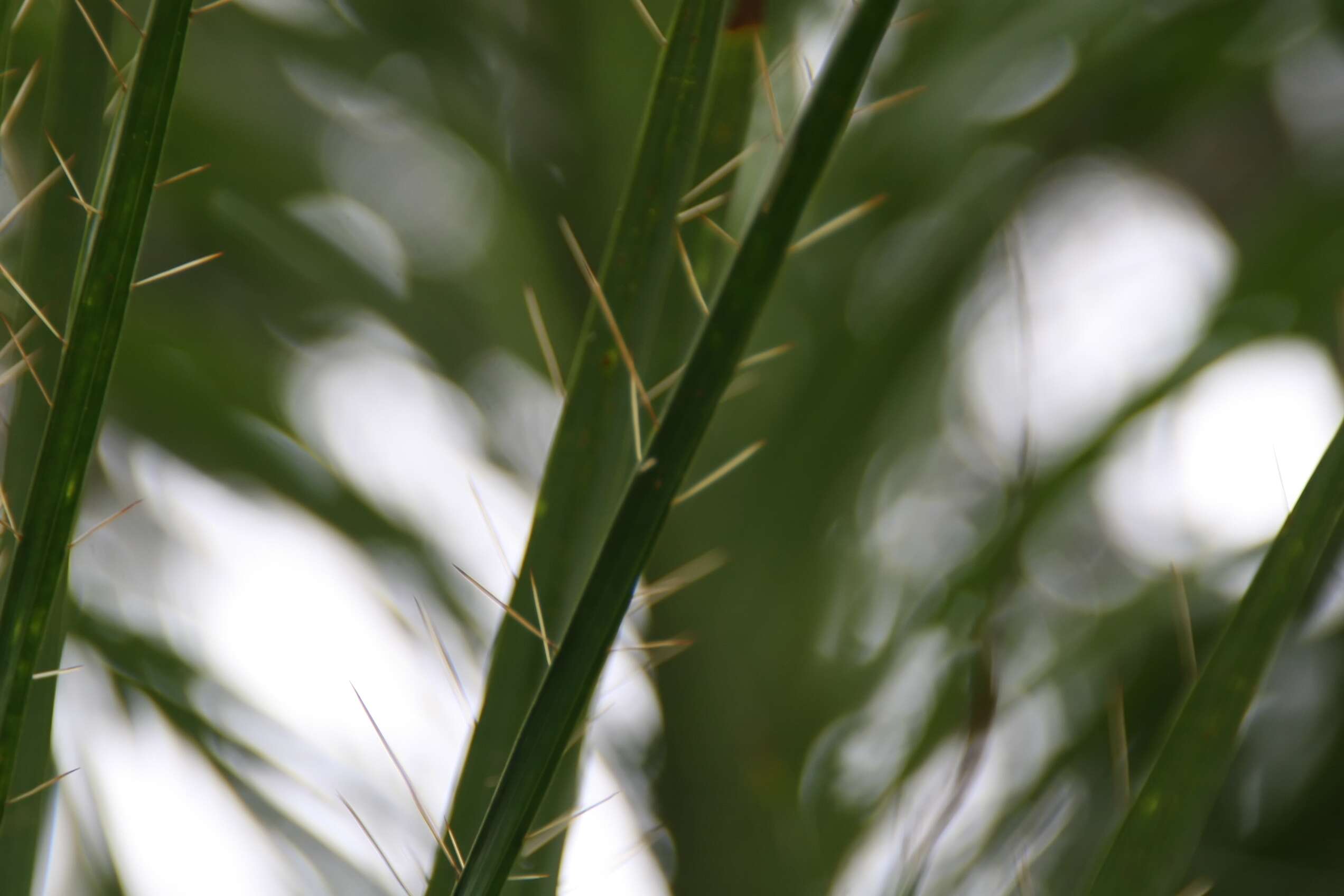 Image of Acrocomia crispa (Kunth) C. F. Baker ex Becc.