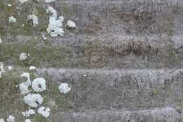 Sivun Acrocomia crispa (Kunth) C. F. Baker ex Becc. kuva
