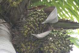 Image of Acrocomia crispa (Kunth) C. F. Baker ex Becc.