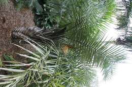 Image of Ouricury palm