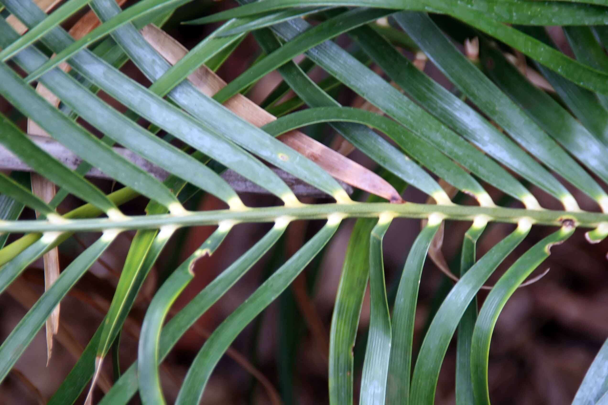 Image of Macrozamia lucida L. A. S. Johnson