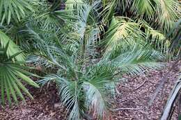 Image of Macrozamia lucida L. A. S. Johnson