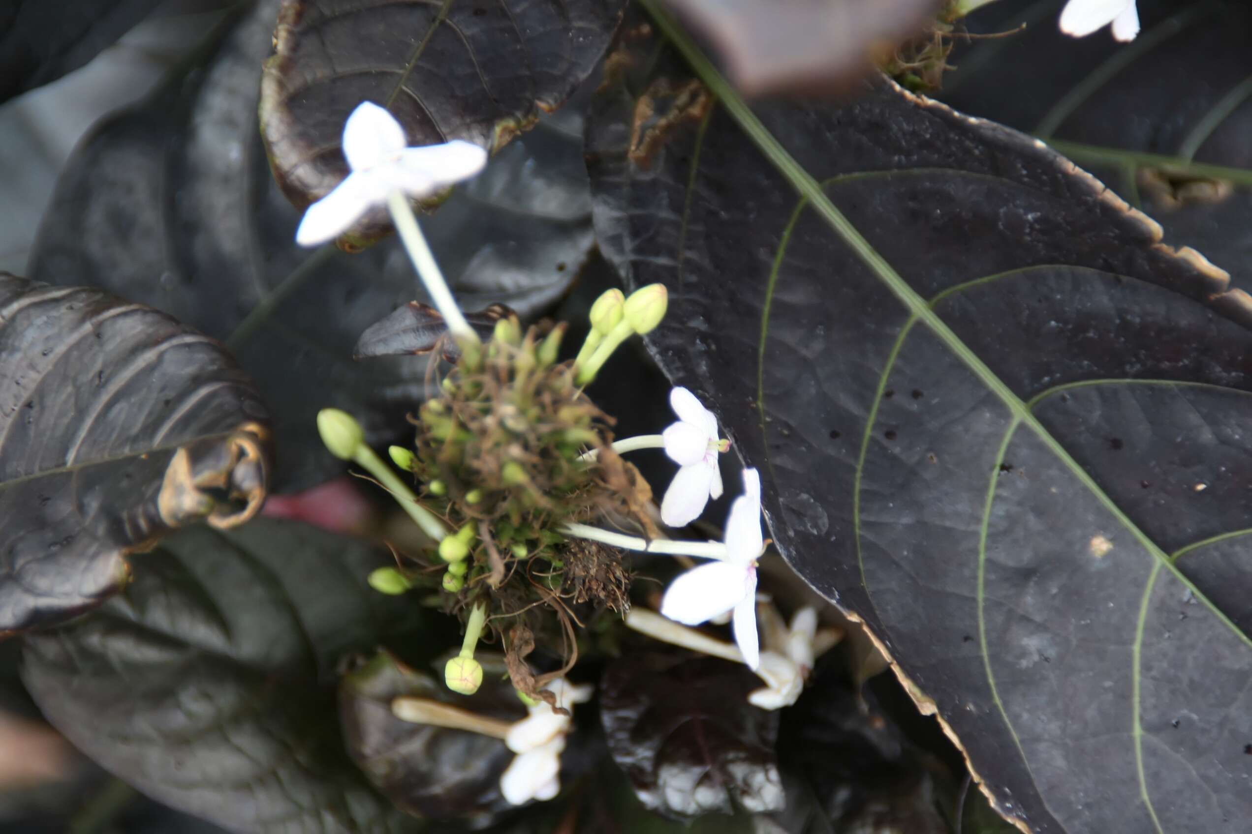 Pseuderanthemum maculatum (Lodd.) I. M. Turner resmi