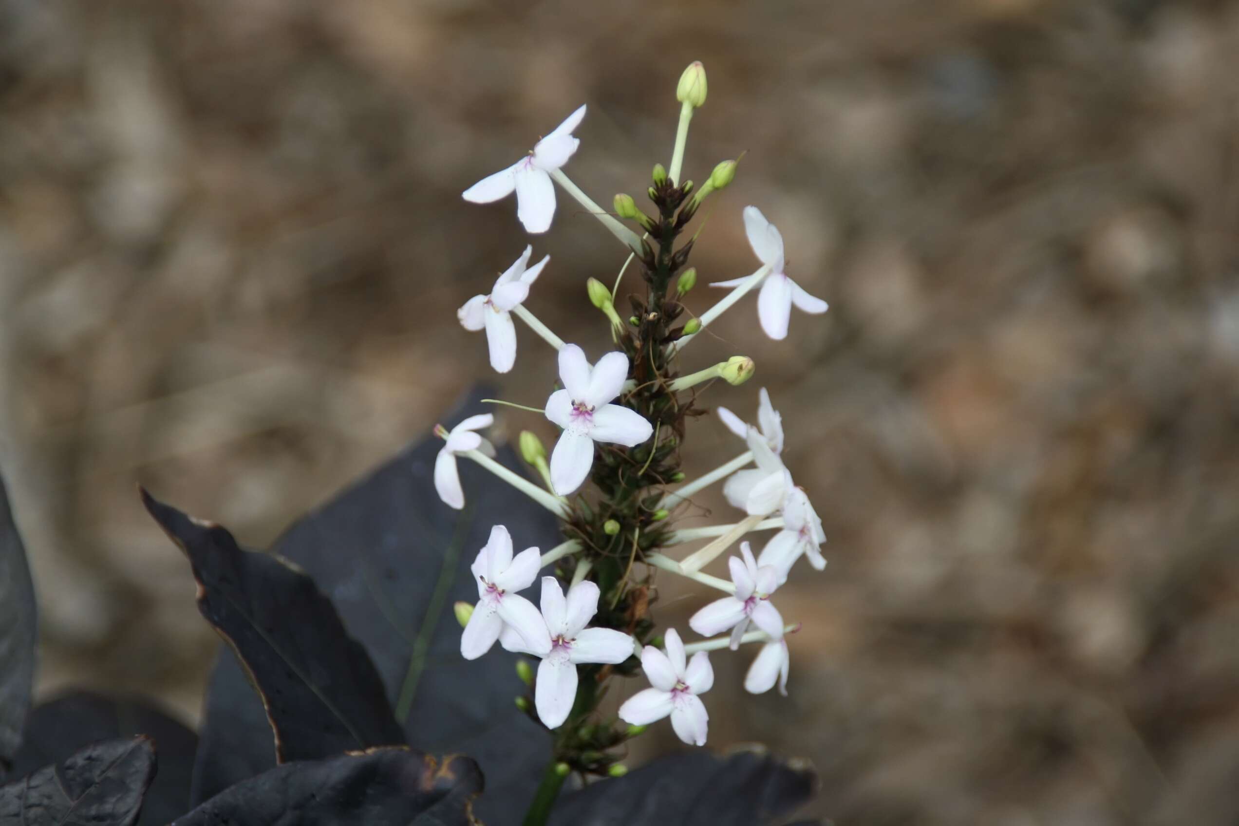 Image de Pseuderanthemum maculatum (Lodd.) I. M. Turner