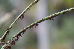 Imagem de Coccothrinax ekmanii Burret