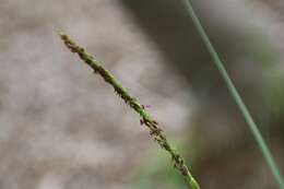 Imagem de Coccothrinax ekmanii Burret