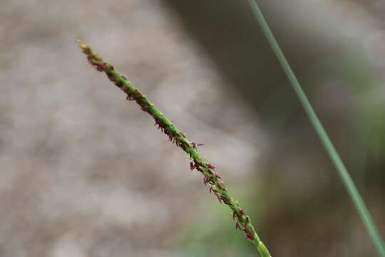 Imagem de Coccothrinax ekmanii Burret