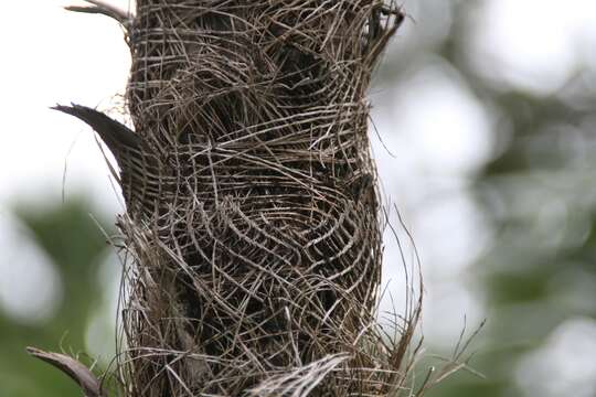 Coccothrinax scoparia Becc.的圖片