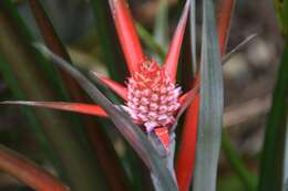 Ananas comosus var. comosus的圖片