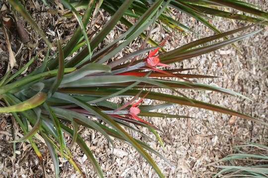 Image of Ananas comosus var. comosus