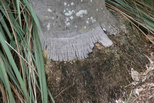 Image of Coccothrinax litoralis León