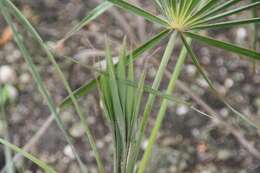 Image of Coccothrinax gracilis Burret