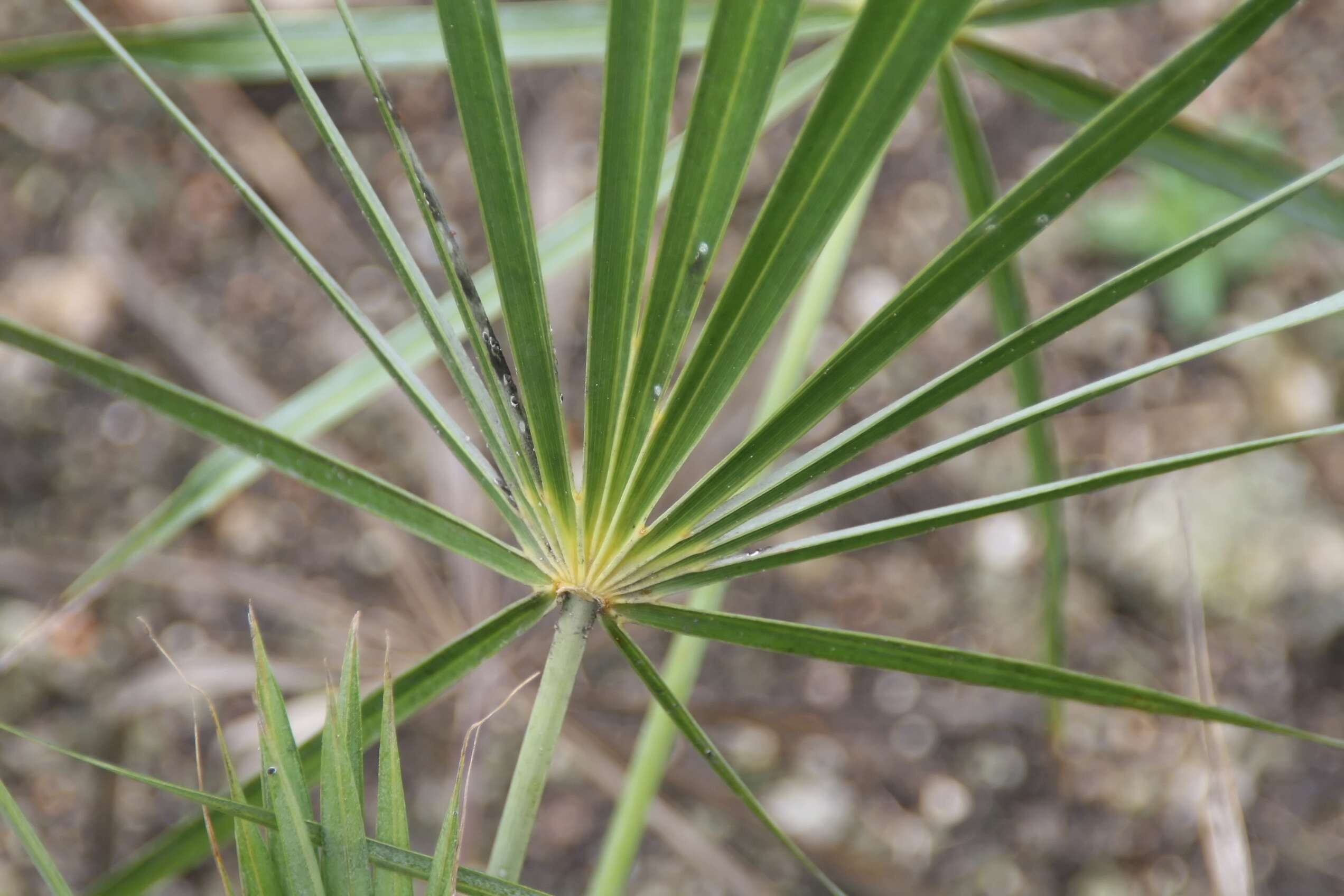 Image of Coccothrinax gracilis Burret