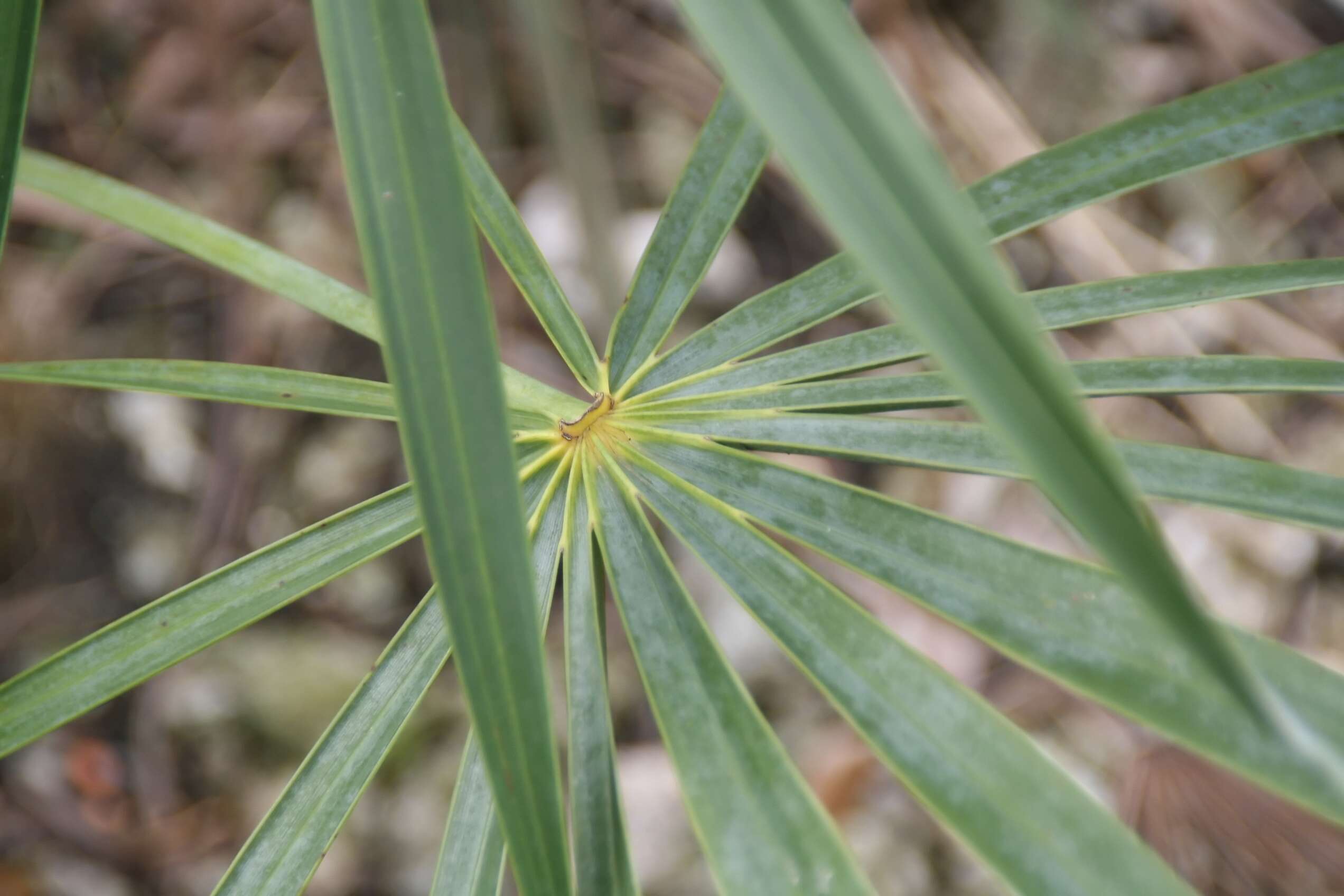 Image of Coccothrinax gracilis Burret