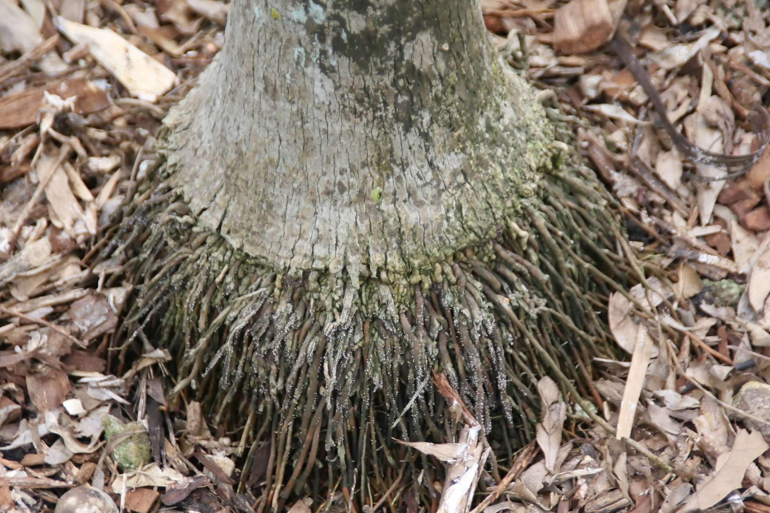 Image of Coccothrinax readii H. J. Quero