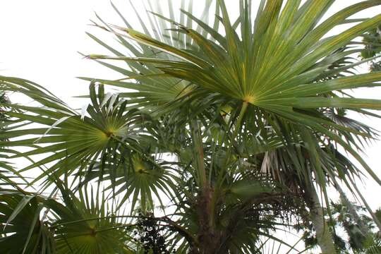 Image of Coccothrinax readii H. J. Quero