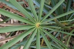 Image of Coccothrinax fagildei Borhidi & O. Muñiz