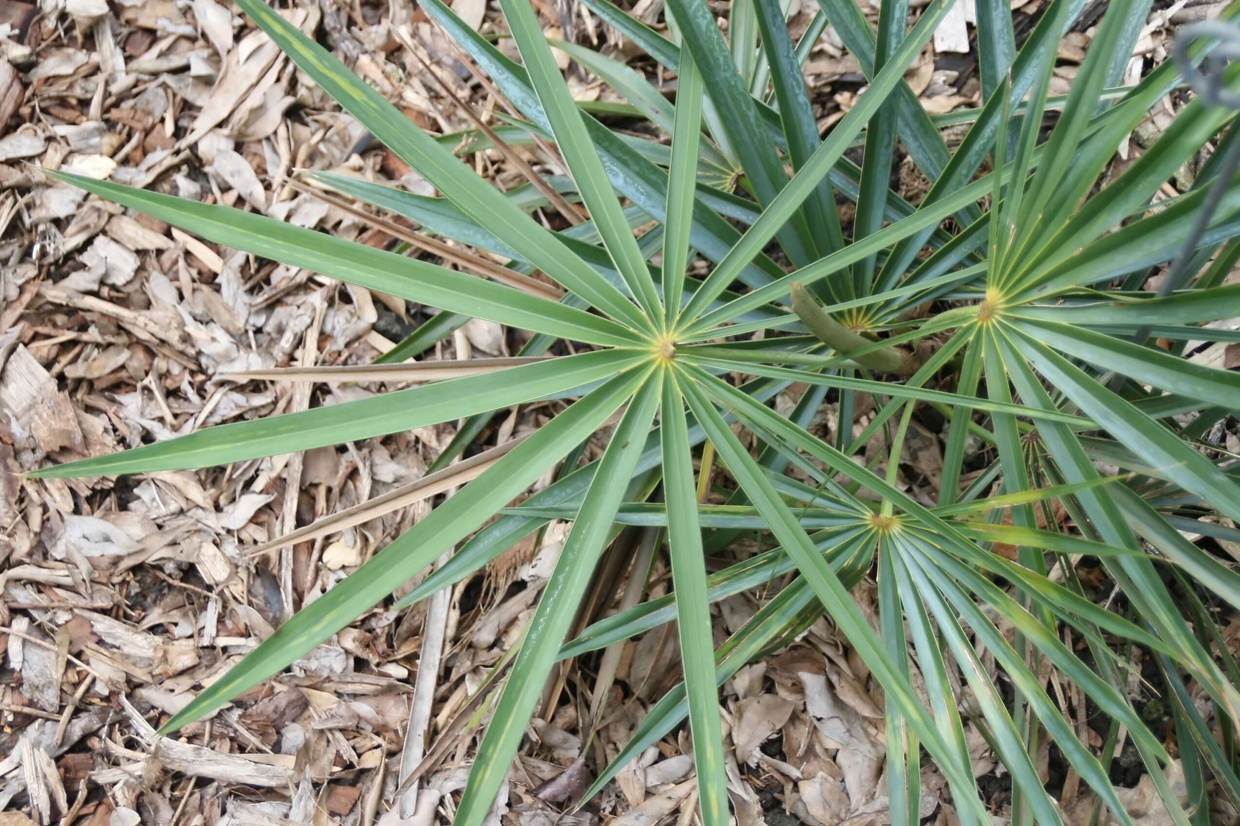 Image of Coccothrinax fagildei Borhidi & O. Muñiz