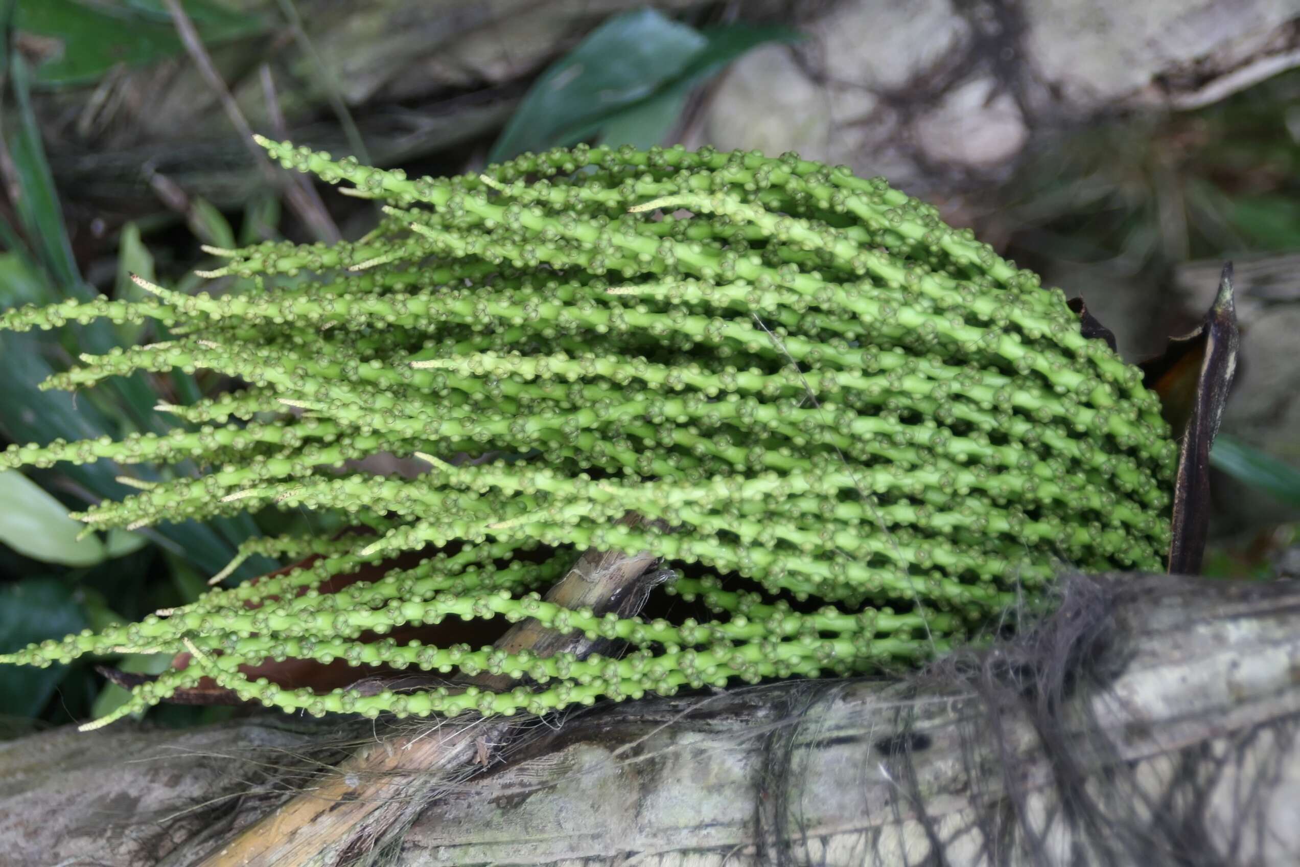 Image of Burmese fishtail palm