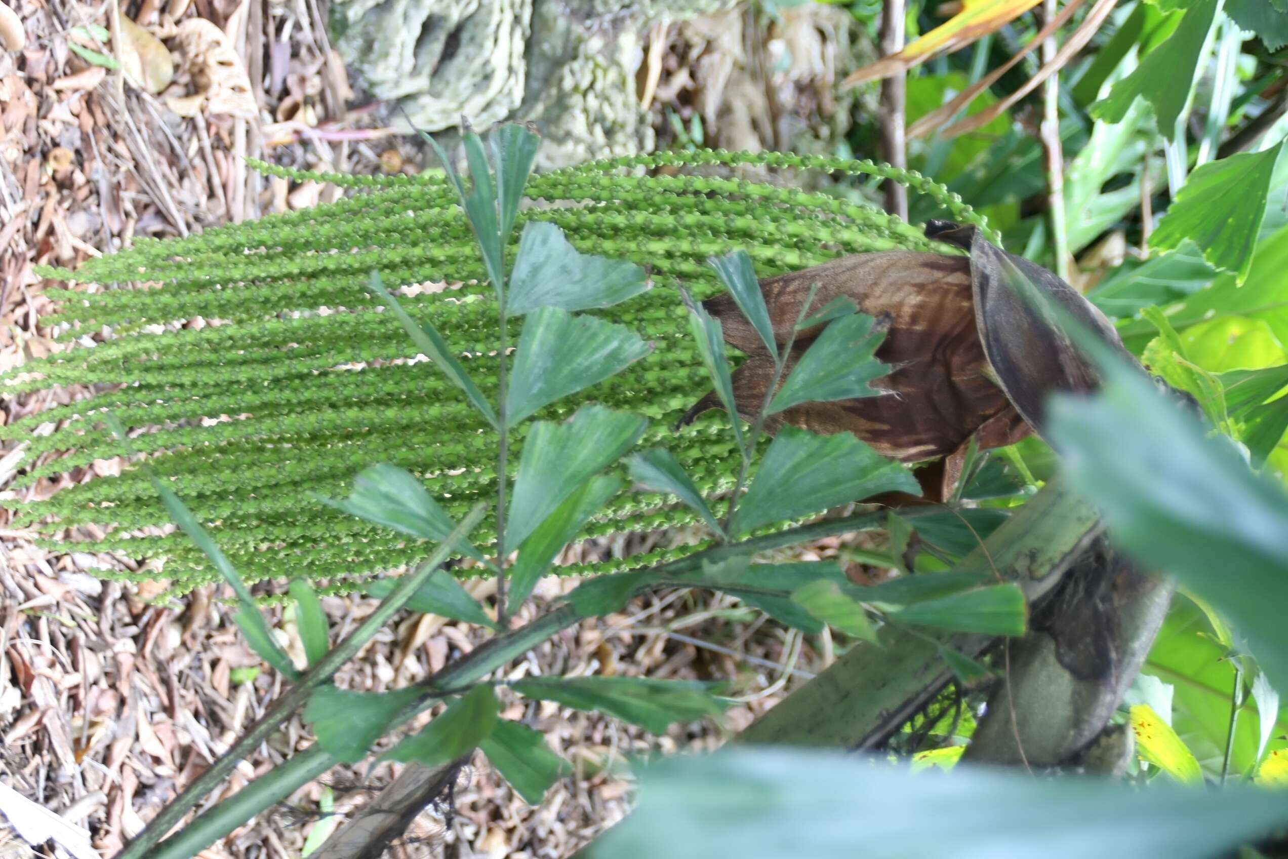 Image of Burmese fishtail palm