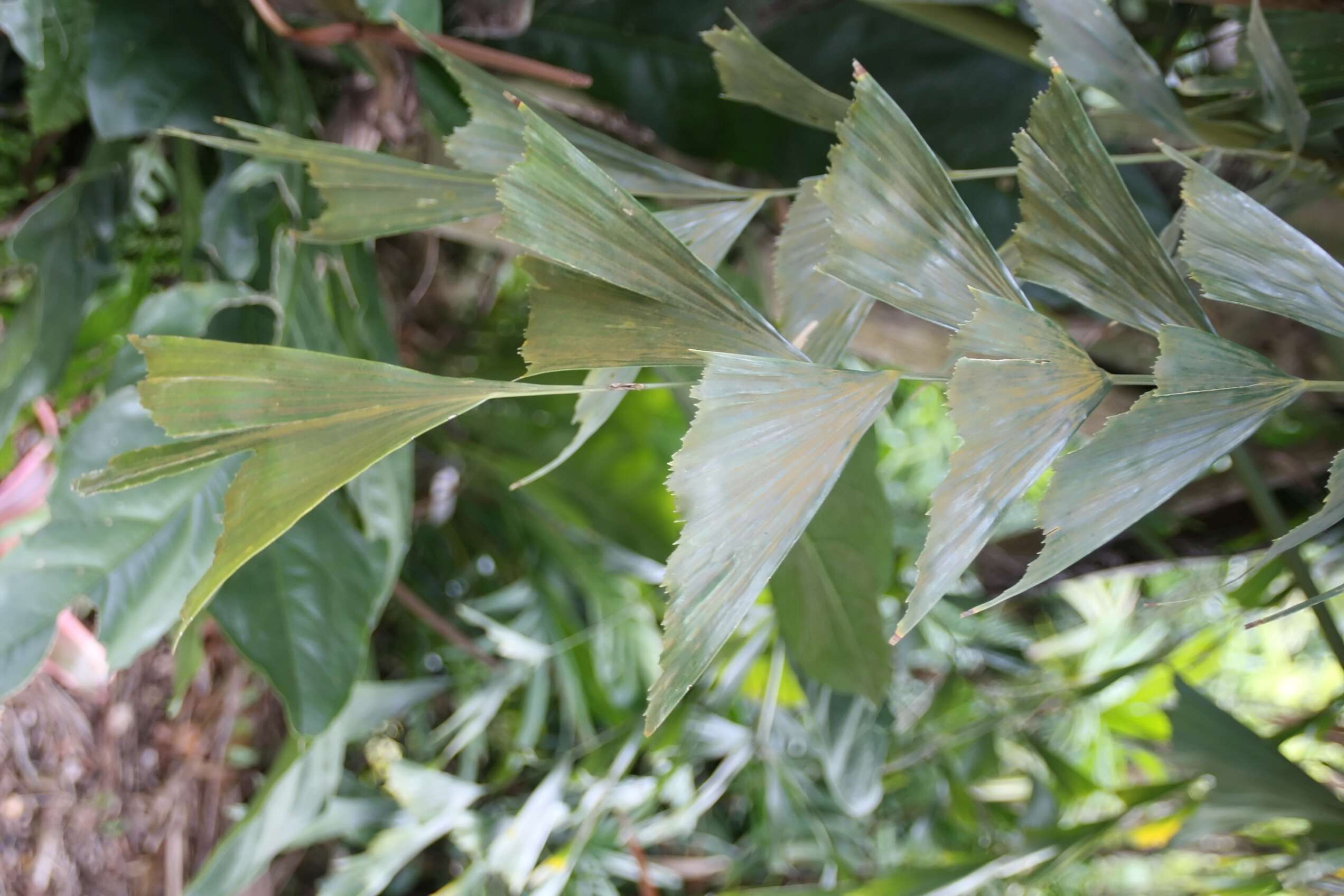 Image of Burmese fishtail palm