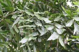 Image of Burmese fishtail palm