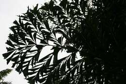 Image of Burmese fishtail palm