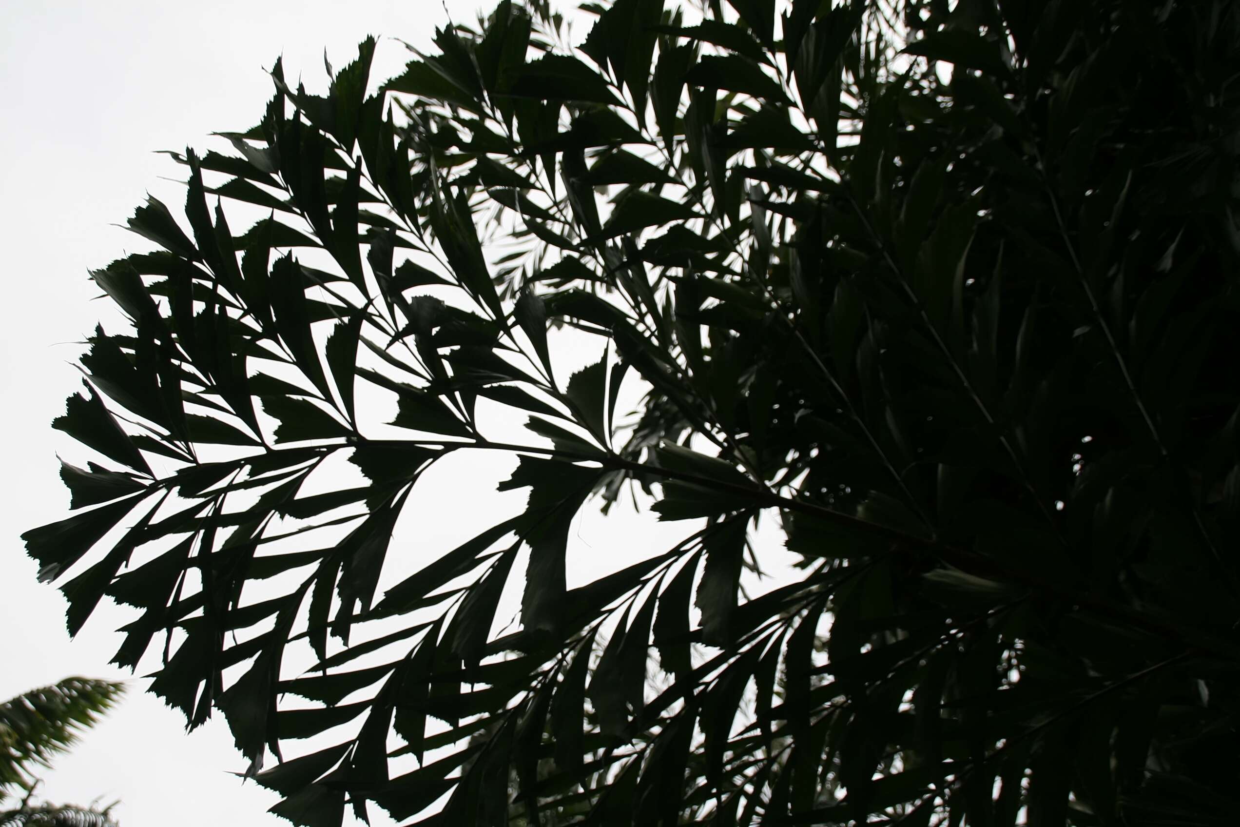 Image of Burmese fishtail palm