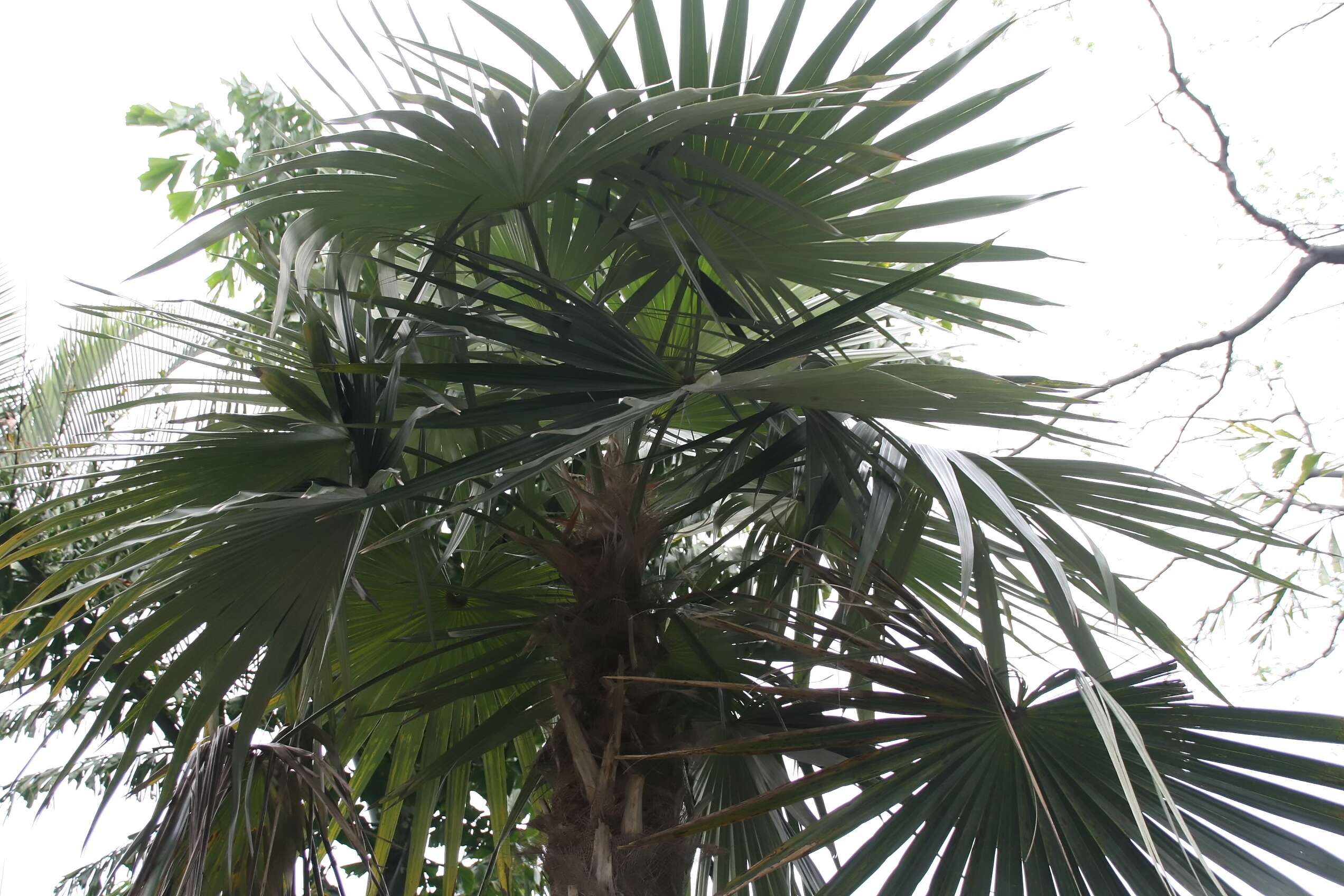 Image of Old man palm