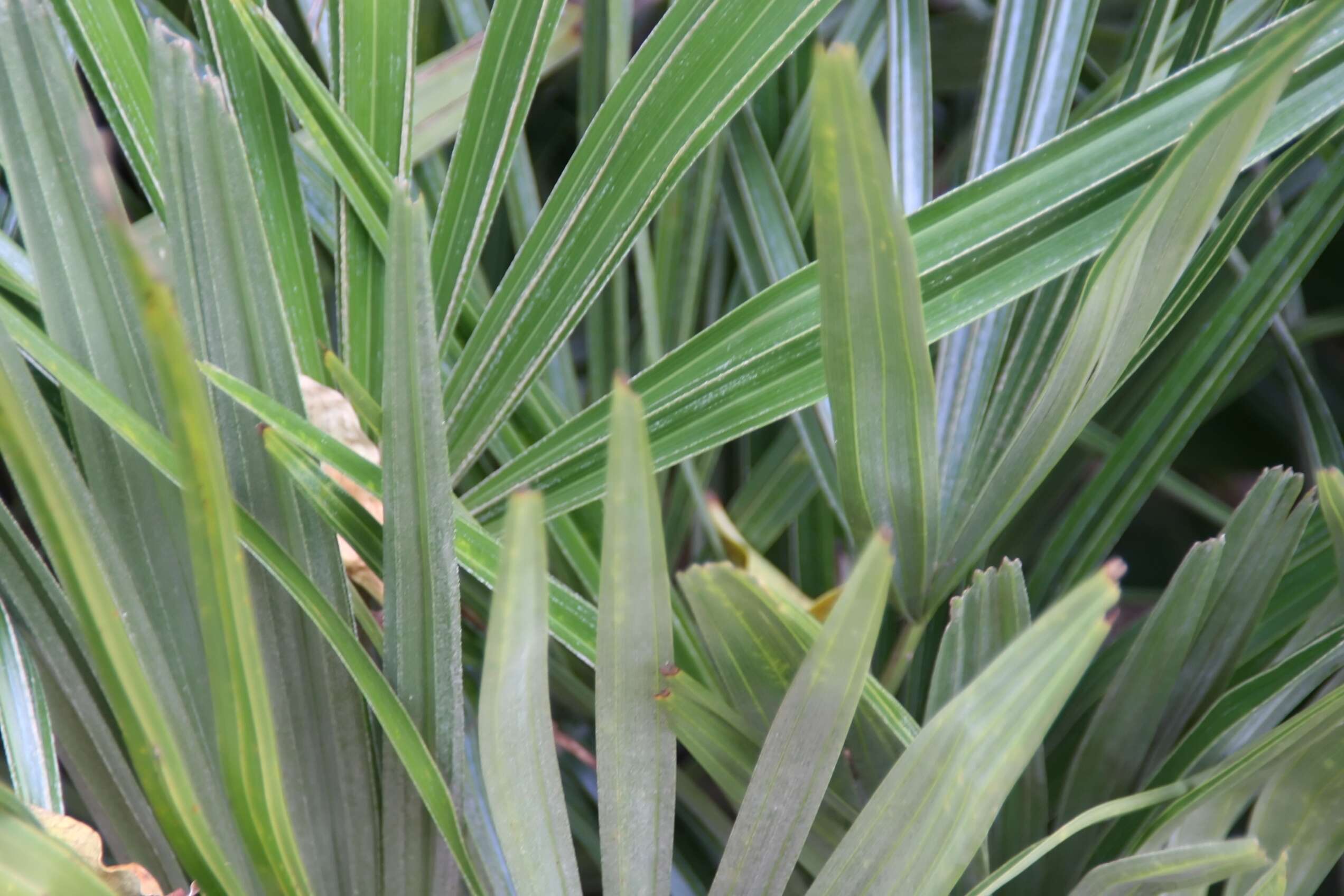 Image of rhapidophyllum