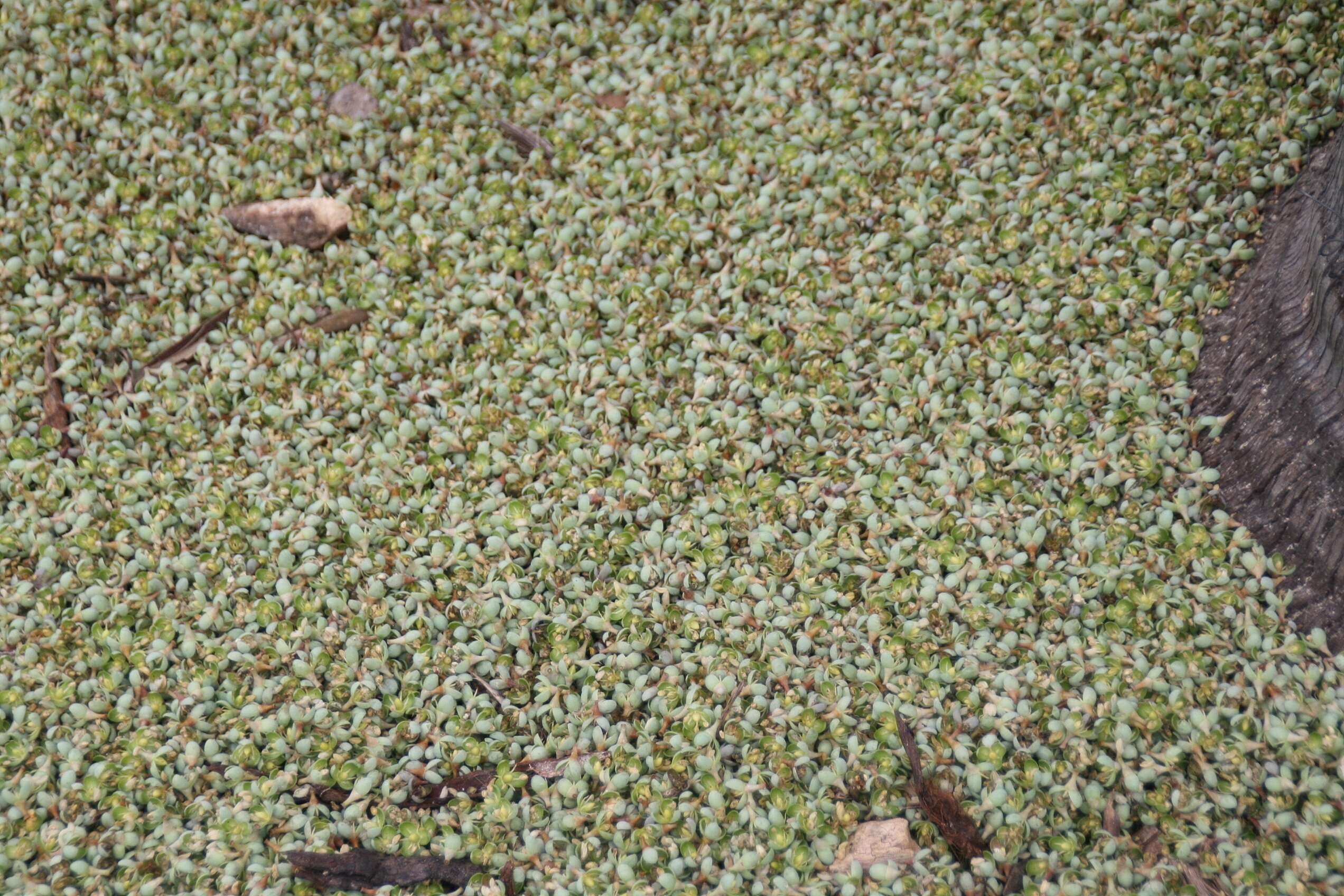 Image de Pseudophoenix vinifera (Mart.) Becc.