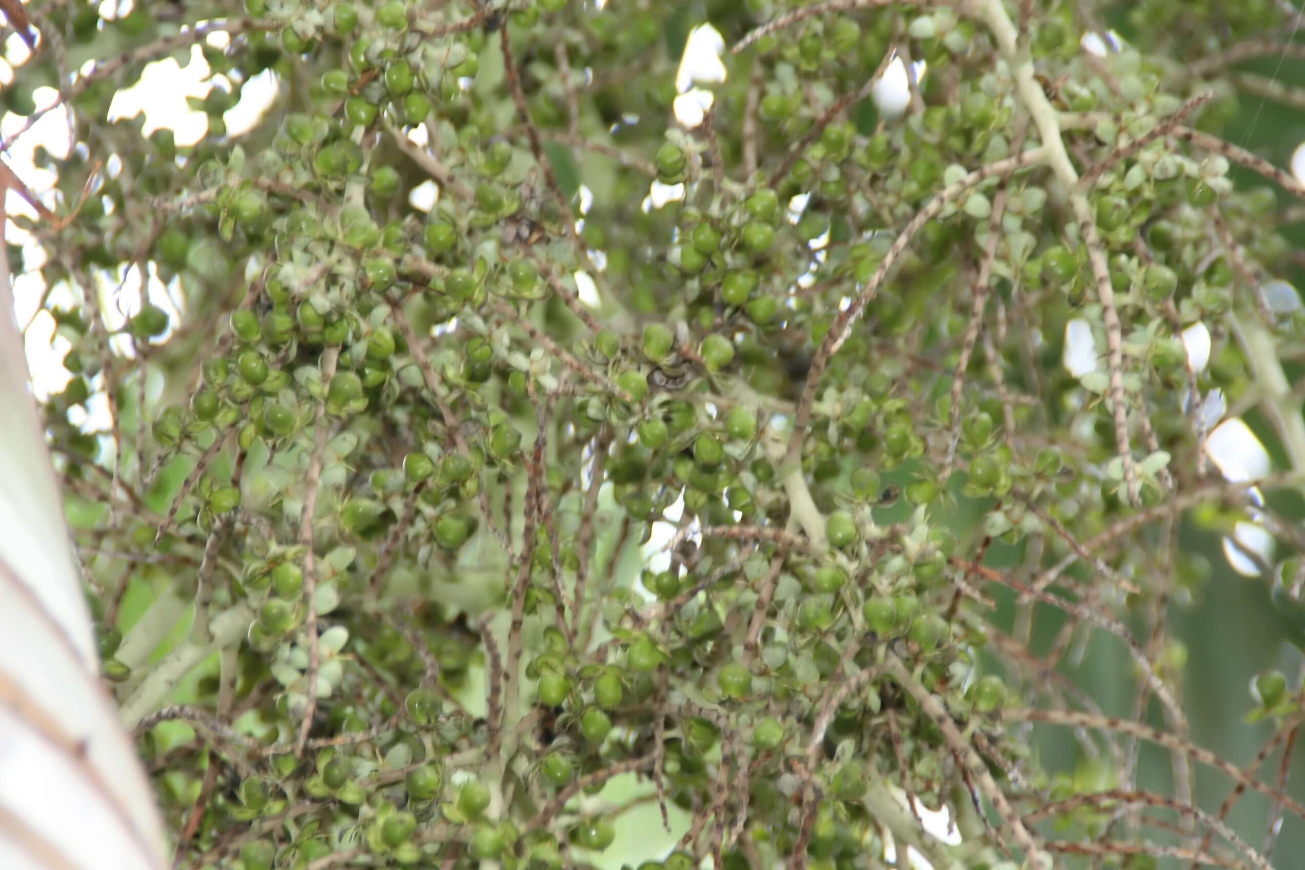 Image de Pseudophoenix vinifera (Mart.) Becc.