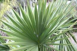 Image of dwarf palmetto