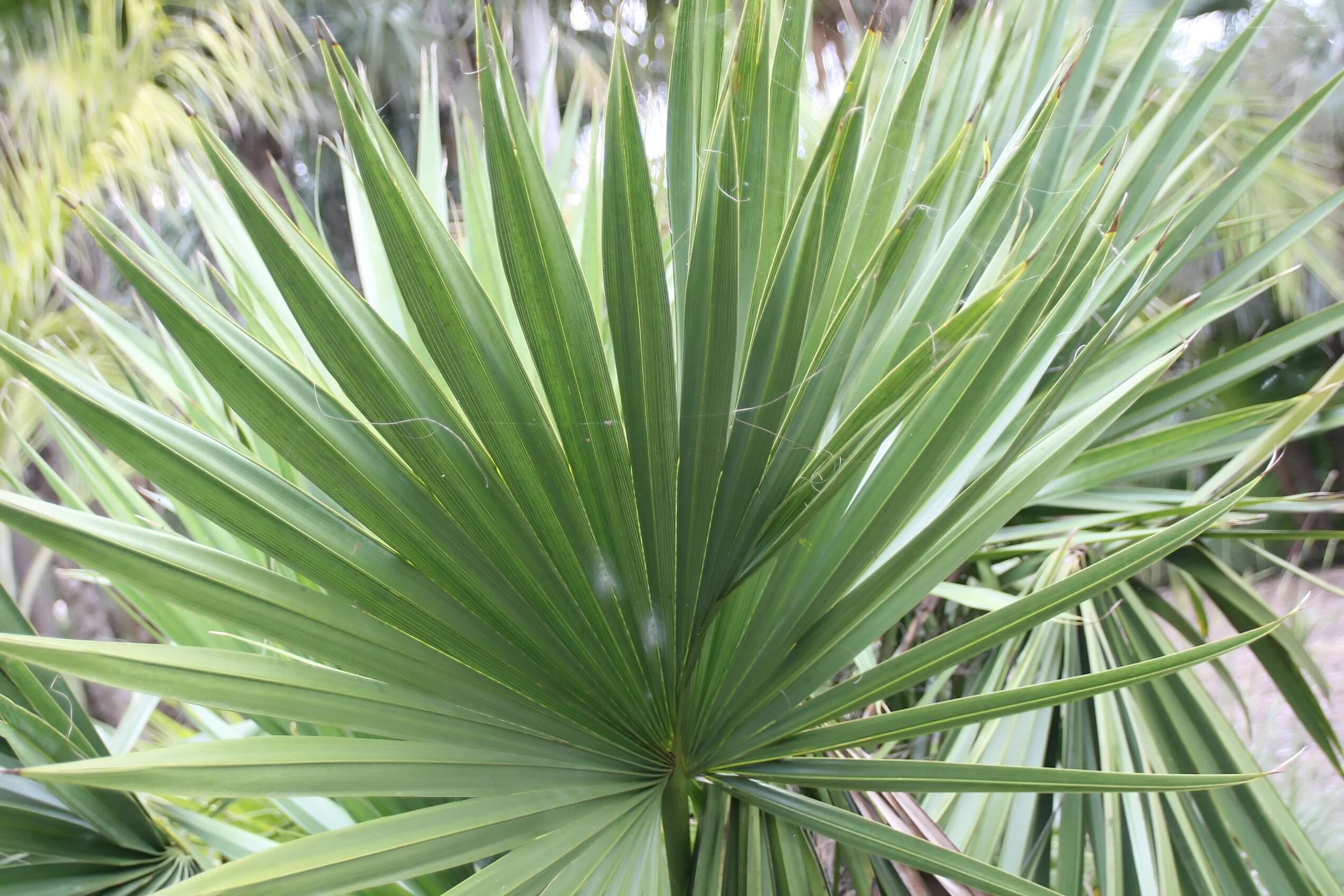 Image of dwarf palmetto