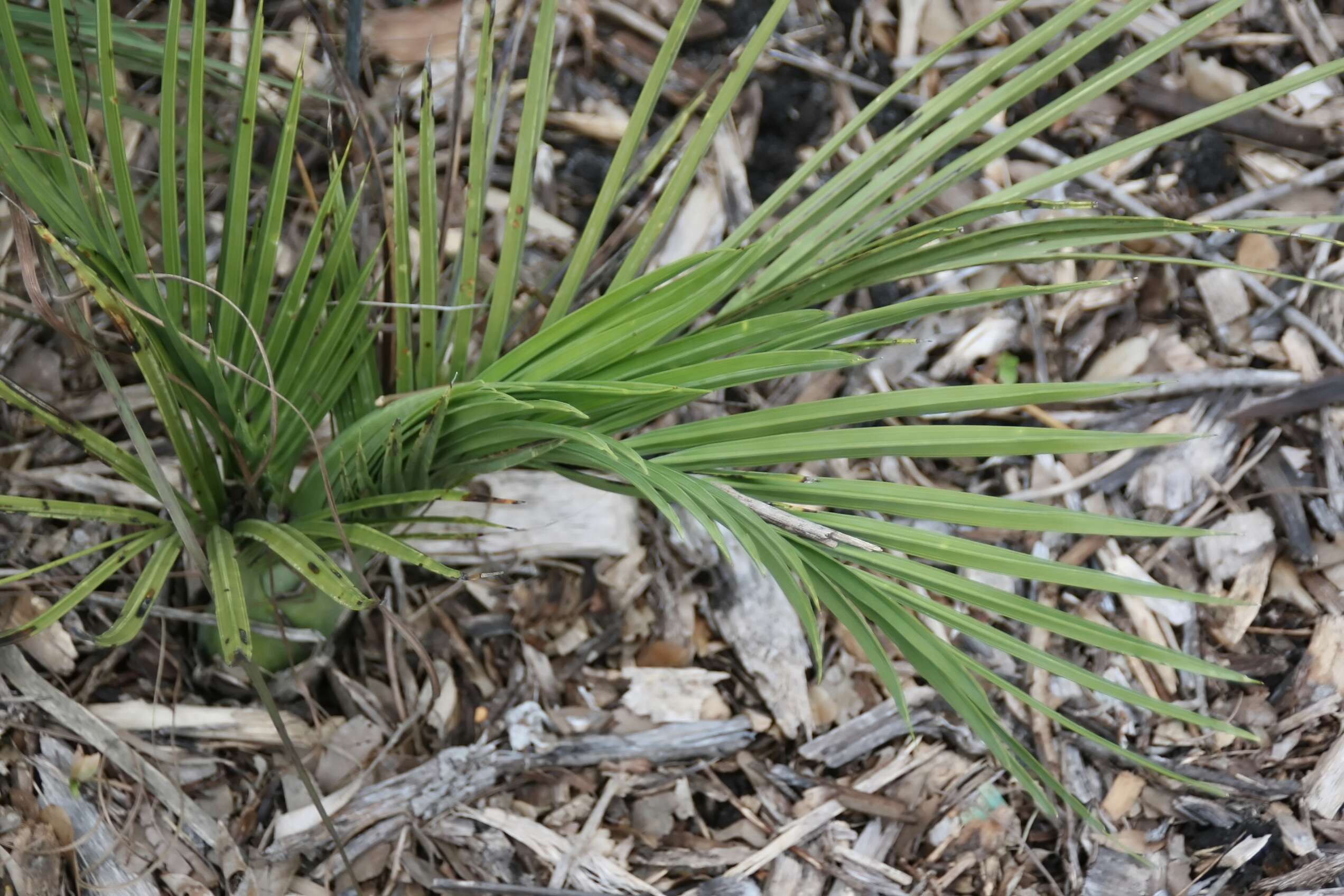 Image of Dominican cherry palm