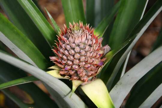 Image of Ananas comosus var. comosus