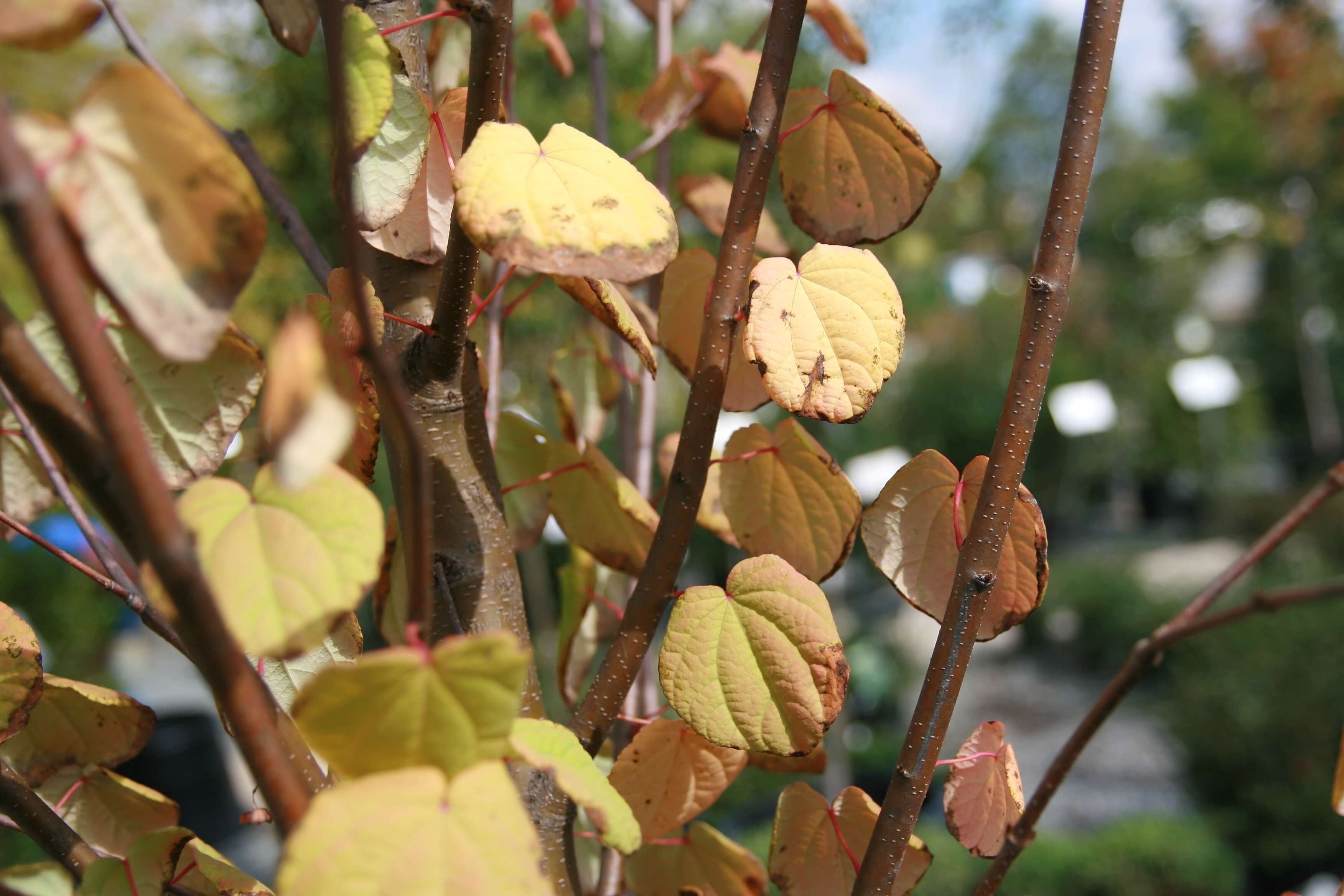 Image of katsura tree family