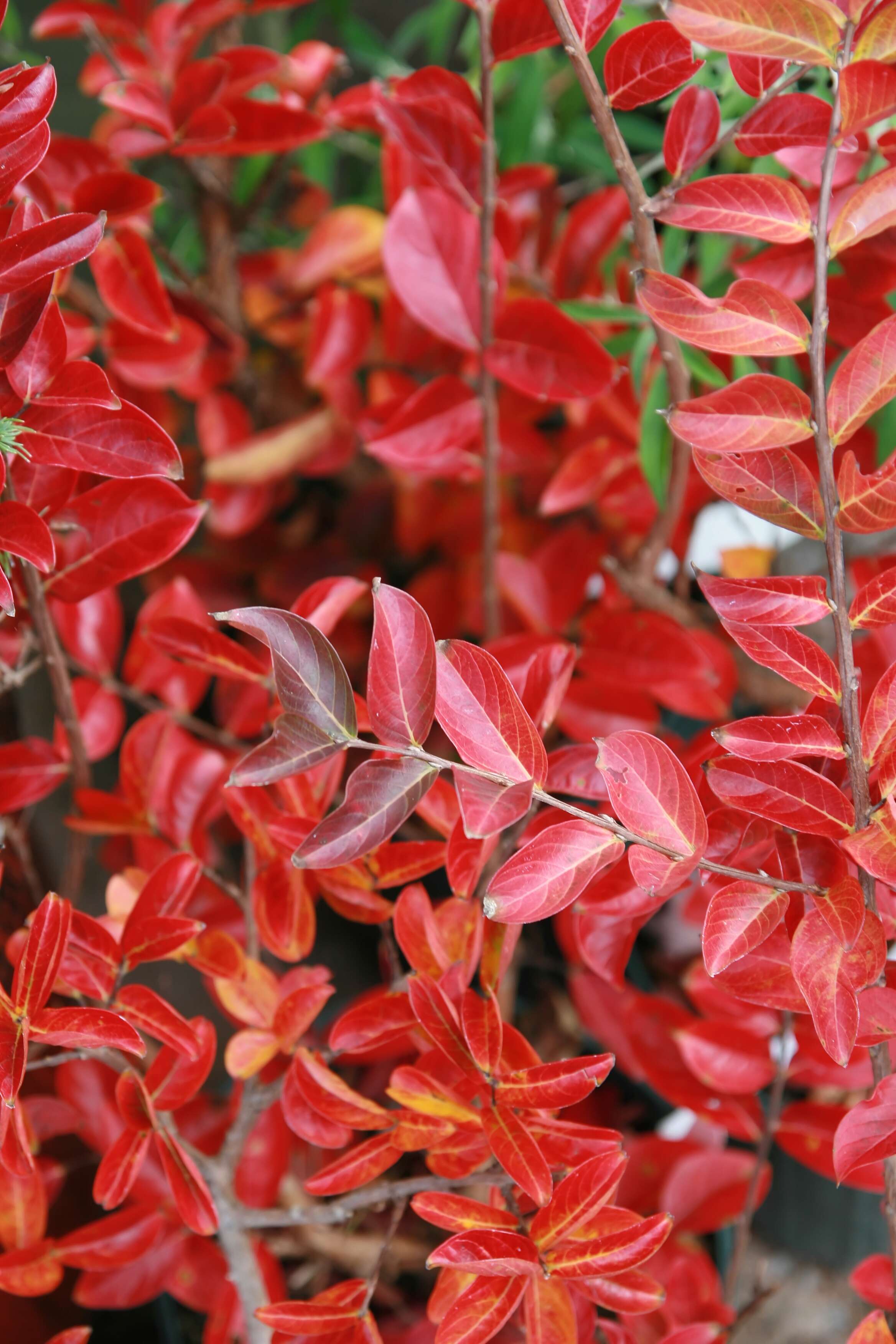 Image of lagerstroemia