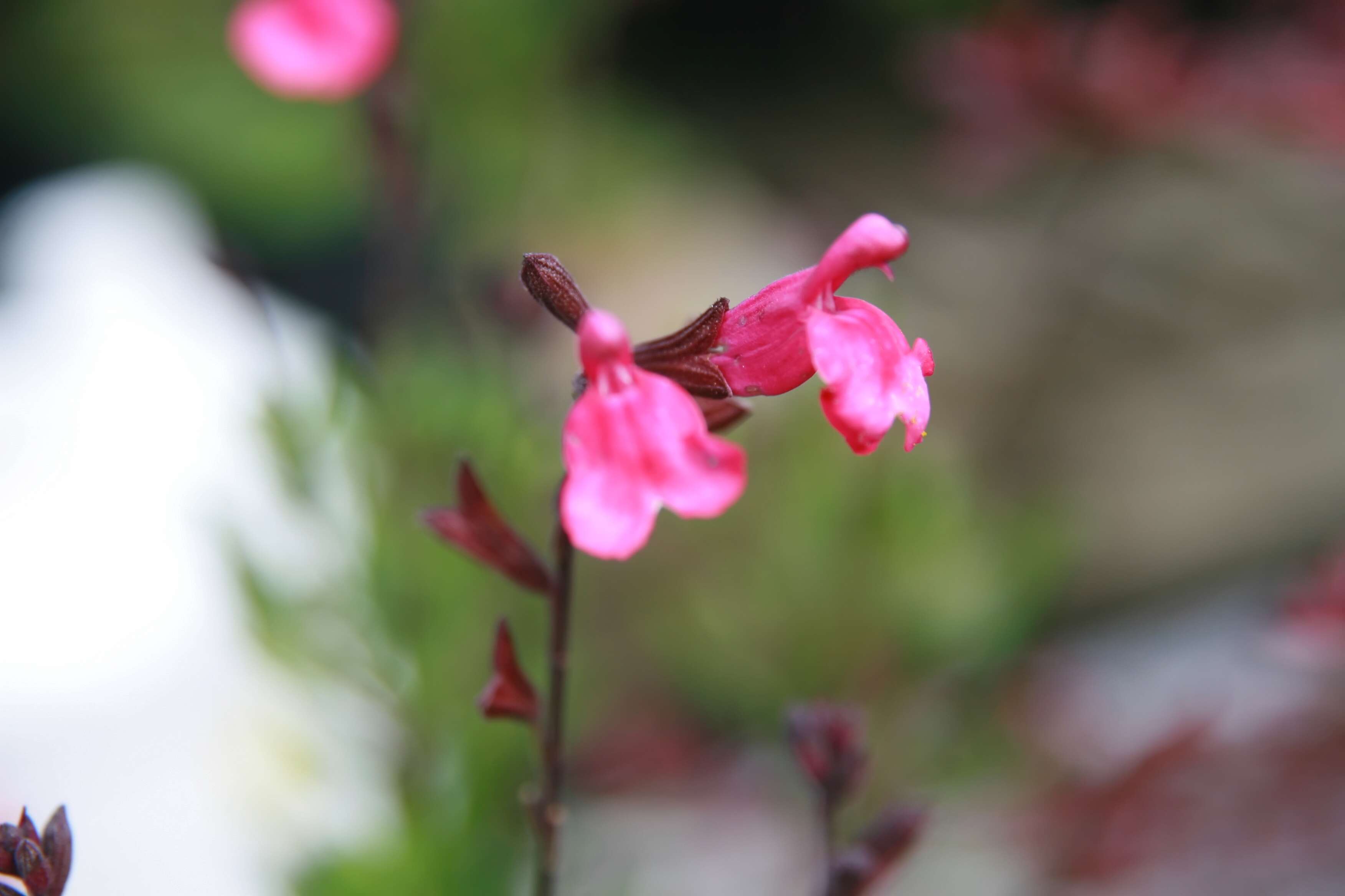 Image de Salvia greggii A. Gray