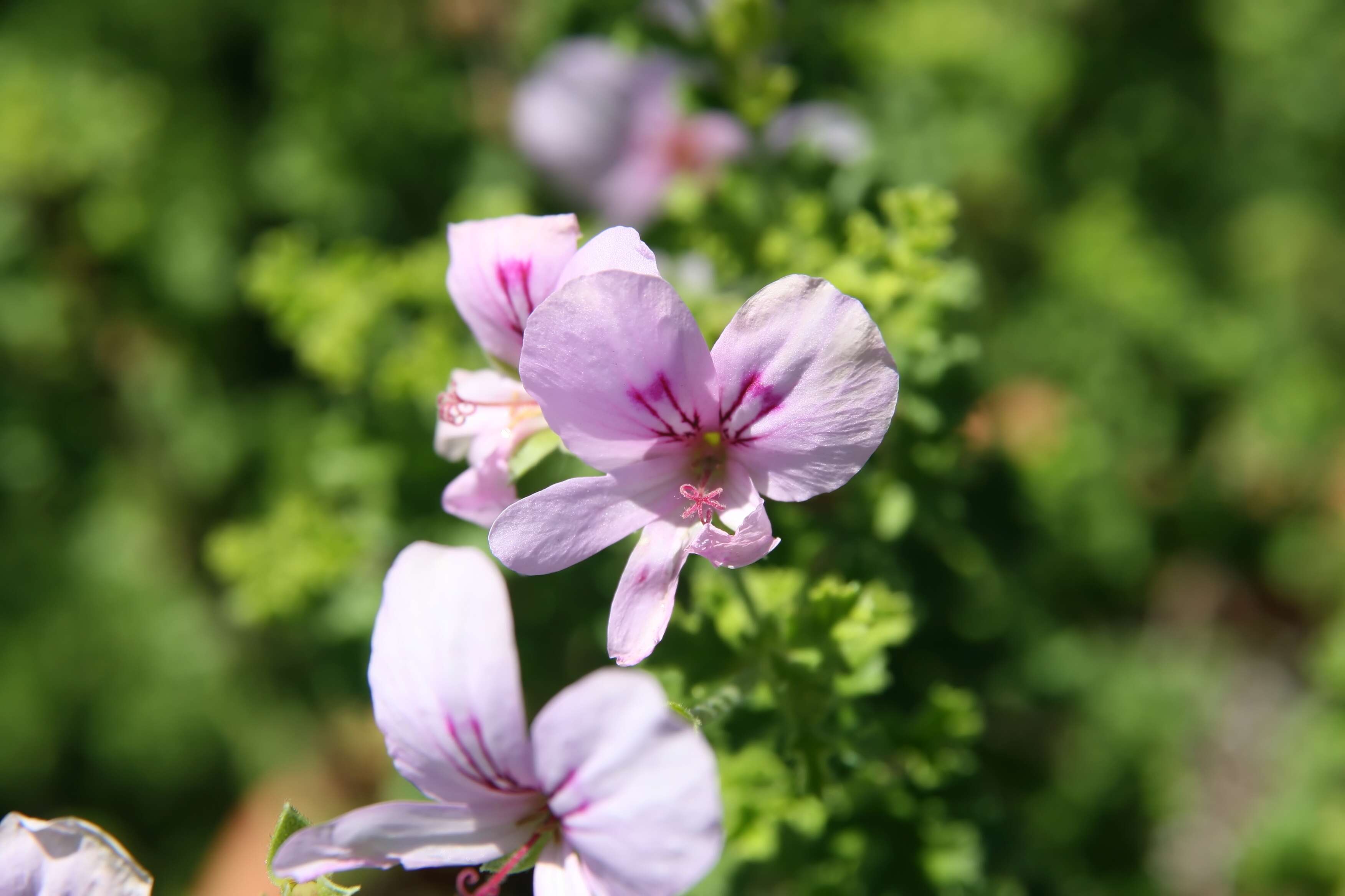 Image of Pelargonium crispum (Berg.) L'Her.