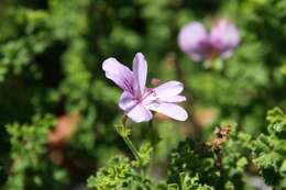 Image of Pelargonium crispum (Berg.) L'Her.