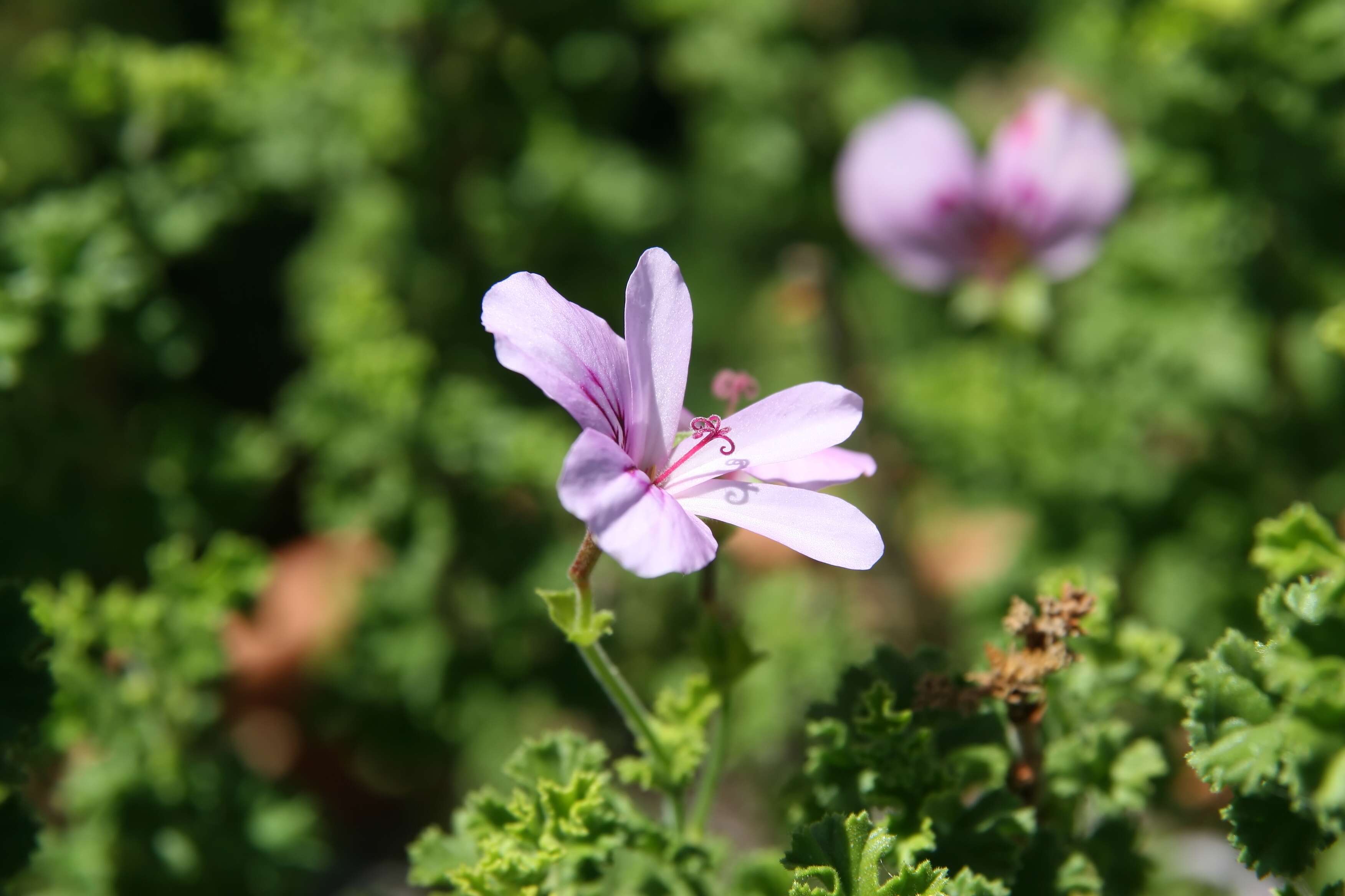 Image of Pelargonium crispum (Berg.) L'Her.