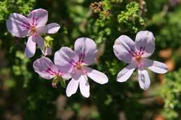 Image of Pelargonium crispum (Berg.) L'Her.